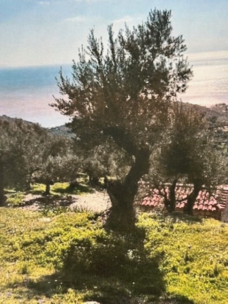img-property