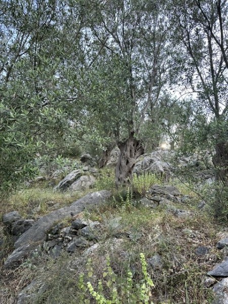 img-property