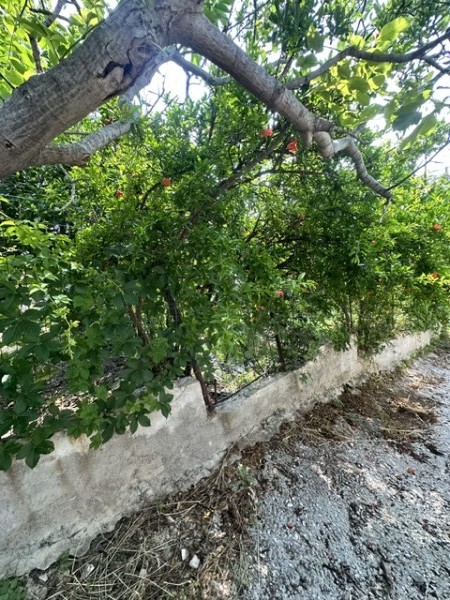 img-property