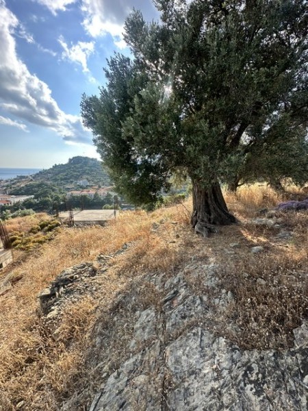 img-property